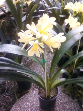 CLIVIA MINIATA Yellow (trimmed) CLIVIA MINIATA Yellow (trimmed)