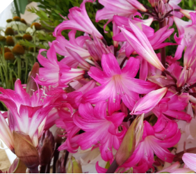 Amaryllis Belladonna HOT PINKS Amaryllis Belladonna HOT PINKS