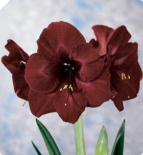 Amaryllis BLACK PEARL Amaryllis BLACK PEARL