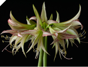 Amaryllis CYBISTER Emerald Amaryllis CYBISTER Emerald