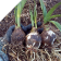 Large Blooming Size Bulbs (Dormant December to March)