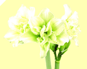 Amaryllis JUNGLE BELLS ® Bloomed in Storage Amaryllis JUNGLE BELLS ® Bloomed in Storage