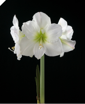 Amaryllis MOSCOW 30-32 cm