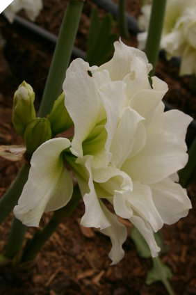 Amaryllis PAVLOVA ® (2-3 stem size)-Sprouting