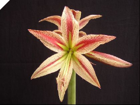 Amaryllis CYBISTER Rio Negro® Amaryllis CYBISTER Rio Negro®