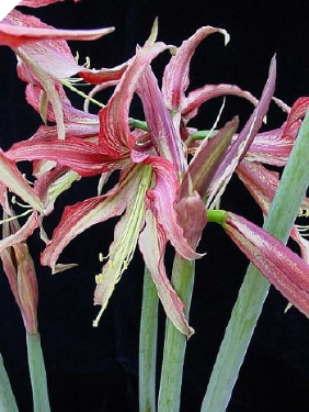 Amaryllis CYBISTER Tango® Amaryllis CYBISTER Tango®