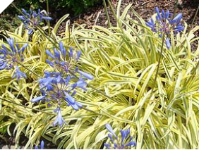 AGAPANTHUS "Tinkerbell" Dwarf Verigated AGAPANTHUS "Tinkerbell" Dwarf Verigated