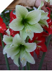 Amaryllis GREEN DRAGON (sprouted)