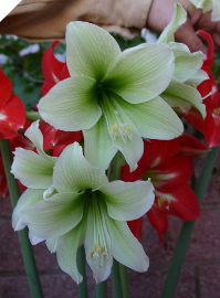 Amaryllis GREEN DRAGON (bloomed out)