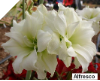 Amaryllis ALFRESCO® 20-22 cm