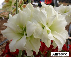 Amaryllis ALFRESCO® 20-22 cm