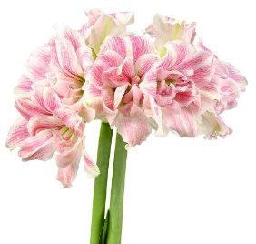 Amaryllis FIRST LOVE® Amaryllis FIRST LOVE®