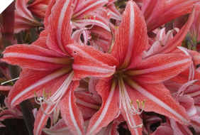 Amaryllis CYBISTER Sweet Lilian Amaryllis CYBISTER Sweet Lilian
