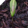 Amorphophallus Nepalensis VOODOO LILY