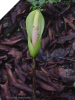 Amorphophallus Nepalensis VOODOO LILY