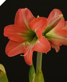 Amaryllis BELLADONNA ® (hippeastrum) Amaryllis BELLADONNA ® (hippeastrum)