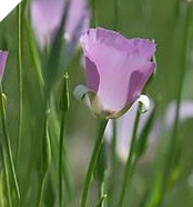Calochortus:  A Mix of Pink, Lilac and Cream Flowers