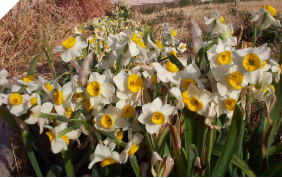 Narcissus Chinese Sacred Lilies