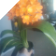 Clivia in Galon Pot Clivia in Galon Pot