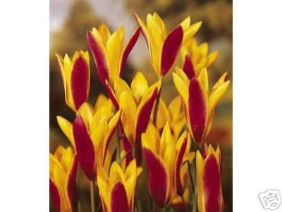 Clusiana var. Chrysantha Tulips