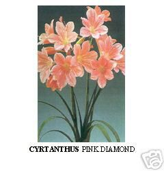 CYRTANTHUS PINK DIAMOND