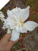 Amaryllis Belladonna Double White #2 Offset