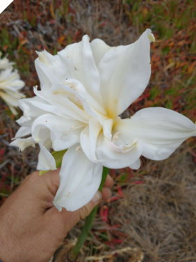 Amaryllis Belladonna Double White #2 Offset
