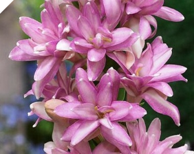 Double Pink Polianthes Tuberosa