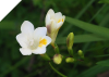 Freesia Alba small Bulbs (California Heirloom)