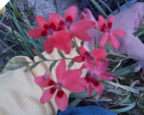 10 Freesia Laxa Seeds (Can Bloom First Year) 10 Freesia Laxa Seeds (Can Bloom First Year)