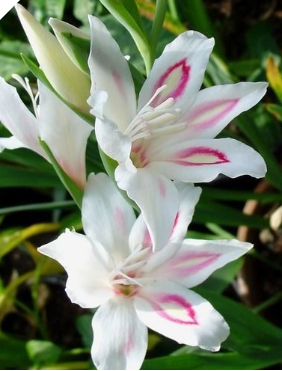 Gladiolus nanus NYMPH