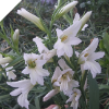 Gladiolus Texas Snowflurry (small corms)