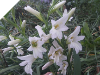 Gladiolus Texas Snowflurry (small corms)