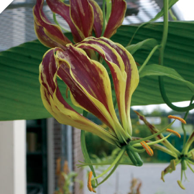 GLORIOSA Carsonii GLORIOSA Carsonii