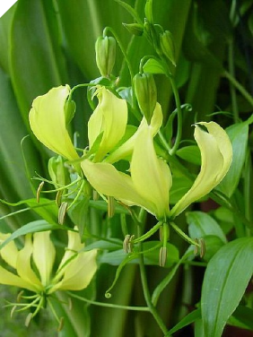 GLORIOSA Greenii GLORIOSA Greenii