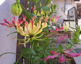 GLORIOSA Rothschildsiana GLORIOSA Rothschildsiana