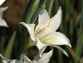 Gladiolus colvillii THE BRIDE