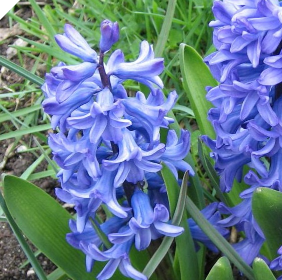 Hyacinth BLUE PEARL