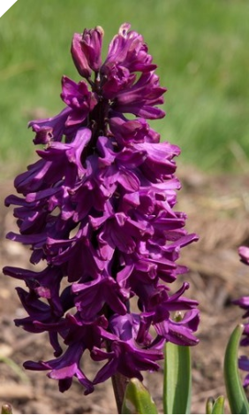 Hyacinth WOODSTOCK