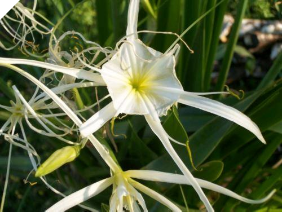 Hymenocallis Liriosme / Shinners Spider Lily