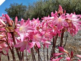Amaryllis Belladonna Prolific Pink