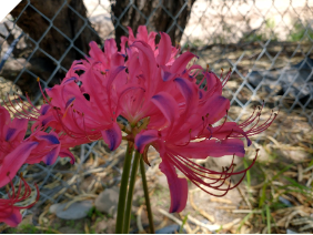 Lycoris MONA LISA (May 2022) Lycoris MONA LISA (May 2022)