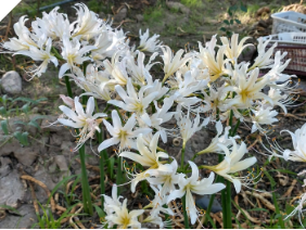 Lycoris Kitsune-Komachi WHITE (May 2022) Lycoris Kitsune-Komachi WHITE (May 2022)