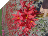 RHODOPHIALA ORANGE-RED HYBRIDS