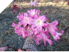 Amaryllis Belladonna Pink 9-22-10