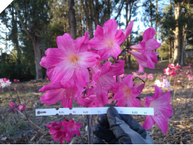 Amaryllis Belladonna Pink 9-22-11