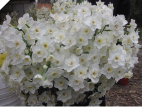 Narcissus Jaminia Narcissus Jaminia