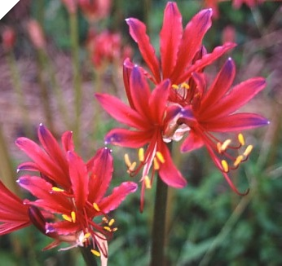 Lycoris DAIMAJIN (May Ship) Lycoris DAIMAJIN (May Ship)