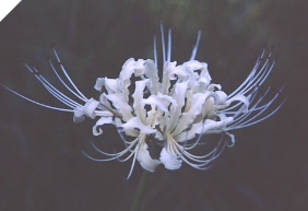 Lycoris HEYCHIN (May Ship) Lycoris HEYCHIN (May Ship)