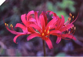 Lycoris EXCITE (May Ship) Lycoris EXCITE (May Ship)